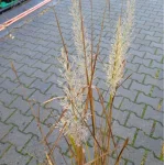 Calamgrostis brachytricha Trzcinnik krótkowłosowy- Rośliny od Ogrodnika Szkółka Barcikowscy