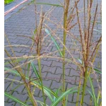 Miscanthus sinensis Adagio Miskant chiński- Rośliny od Ogrodnika, Szkółka Barcikowscy