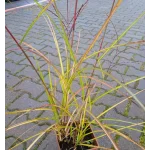 Schizachyrium scoparium Standing Ovation Palczatka miotlasta- Rośliny od Ogrodnika Szkółka Barcikowscy