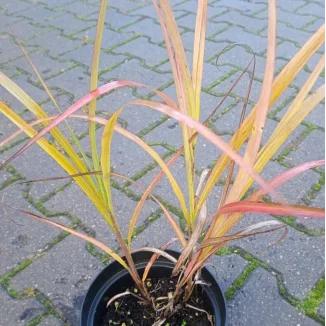 Miscanthus Sinensis Zibro- Rośliny od Ogrodnika Szkółka Barcikowscy