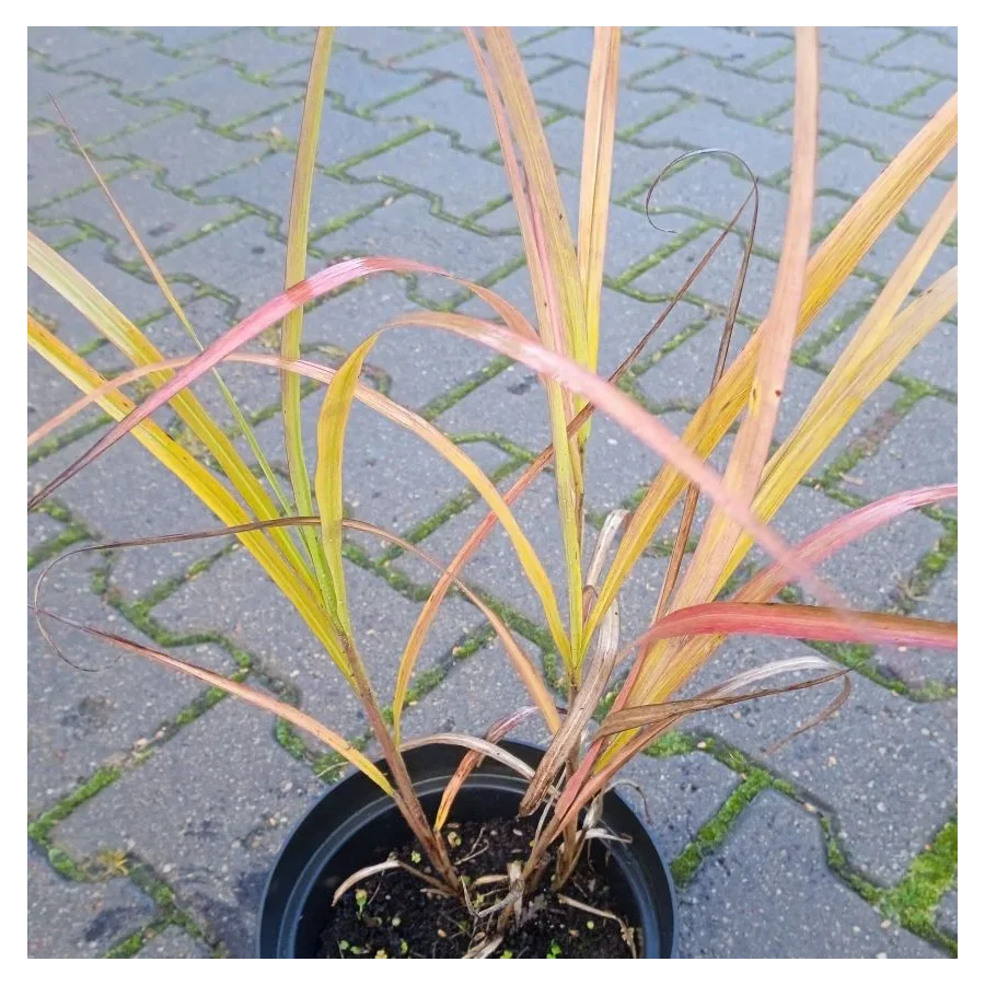 Miscanthus Sinensis Zibro- Rośliny od Ogrodnika Szkółka Barcikowscy