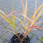 Miscanthus Sinensis Zibro- Rośliny od Ogrodnika Szkółka Barcikowscy