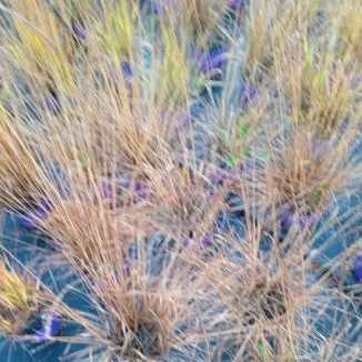 Moinia caerulea Poul Petersen Trzęślica modra - Rośliny od Ogrodnika Szkółka Barcikowscy