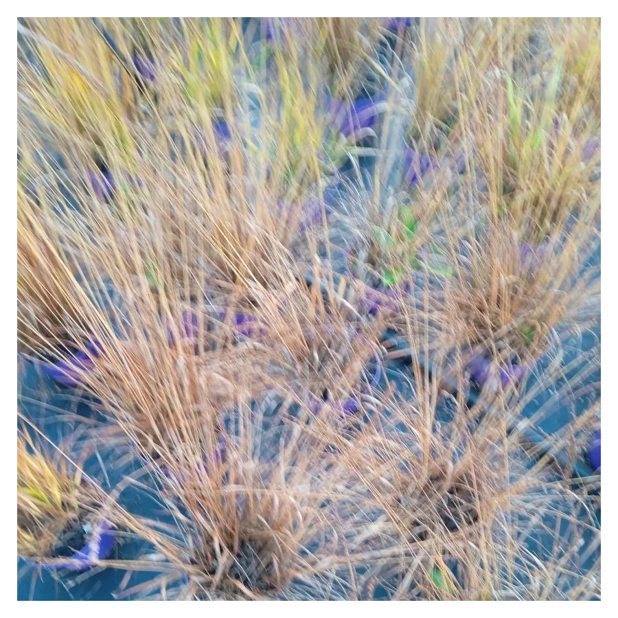 Moinia caerulea Poul Petersen Trzęślica modra - Rośliny od Ogrodnika Szkółka Barcikowscy