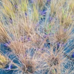 Moinia caerulea Poul Petersen Trzęślica modra - Rośliny od Ogrodnika Szkółka Barcikowscy