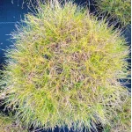 Festuca scoparia (gautierii) Kostrzewa Gautiera- Rośliny od Ogrodnika Szkółka Barcikowscy