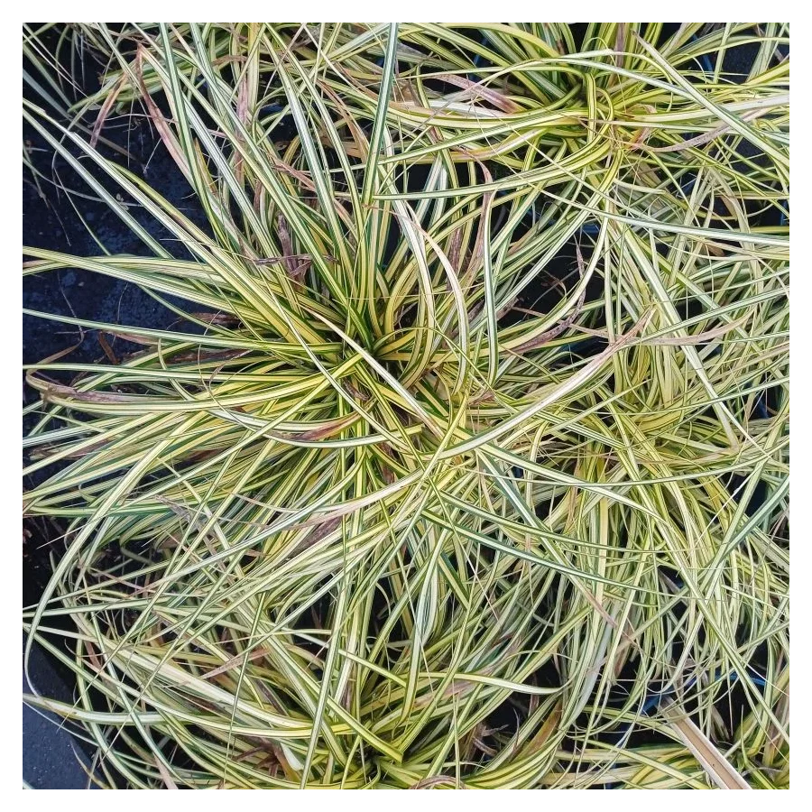 Carex oshimensis Evergold Turzyca oszimska- Rośliny od Ogrodnika Szkółka Barcikowscy