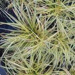 Carex oshimensis Evergold Turzyca oszimska- Rośliny od Ogrodnika Szkółka Barcikowscy