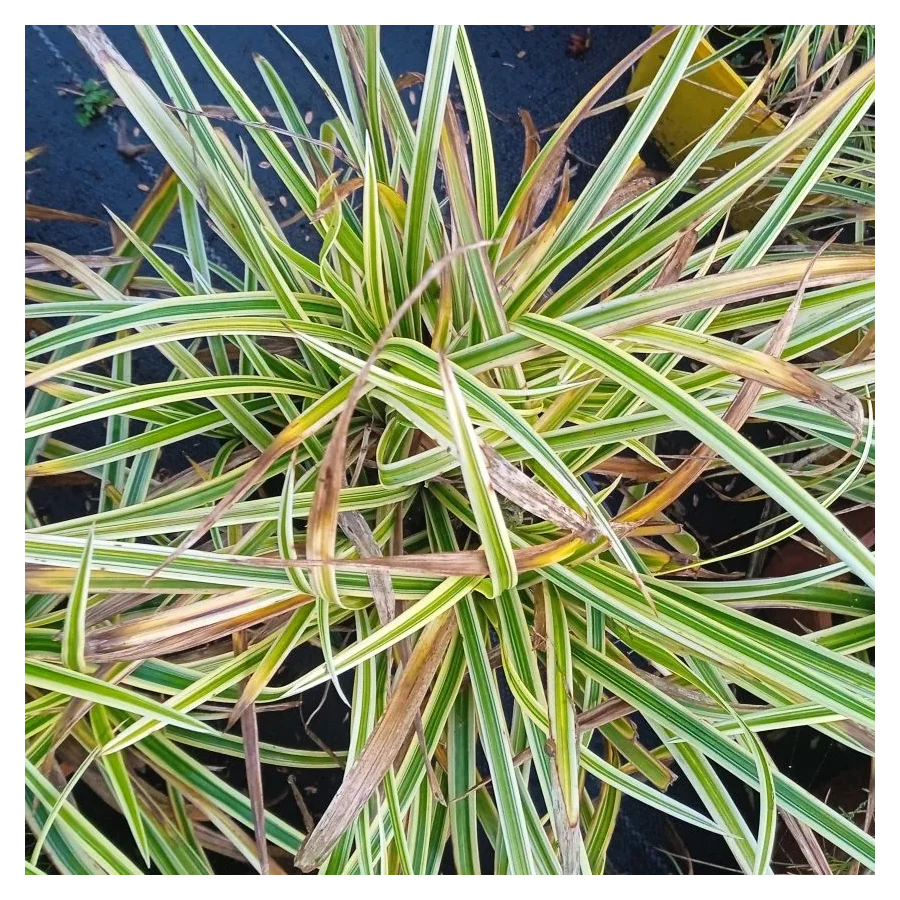 Carex morrowii Vanilla Ice Turzyca japońska- Rośliny od Ogrodnika Szkółka Barcikowscy