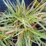 Carex morrowii Vanilla Ice Turzyca japońska- Rośliny od Ogrodnika Szkółka Barcikowscy