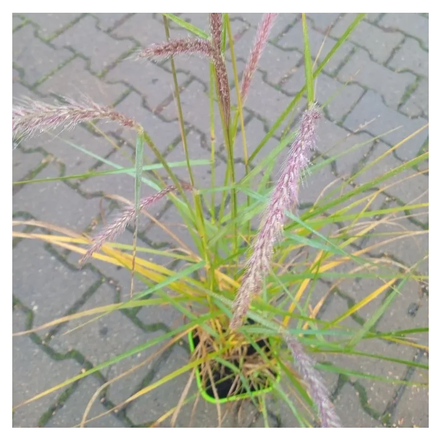 Pennisetum orientale Fairy Tails Rozplenica Wschodnia - Rośliny od Ogrodnika Szkółka Barcikowscy
