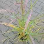 Pennisetum orientale Fairy Tails Rozplenica Wschodnia - Rośliny od Ogrodnika Szkółka Barcikowscy