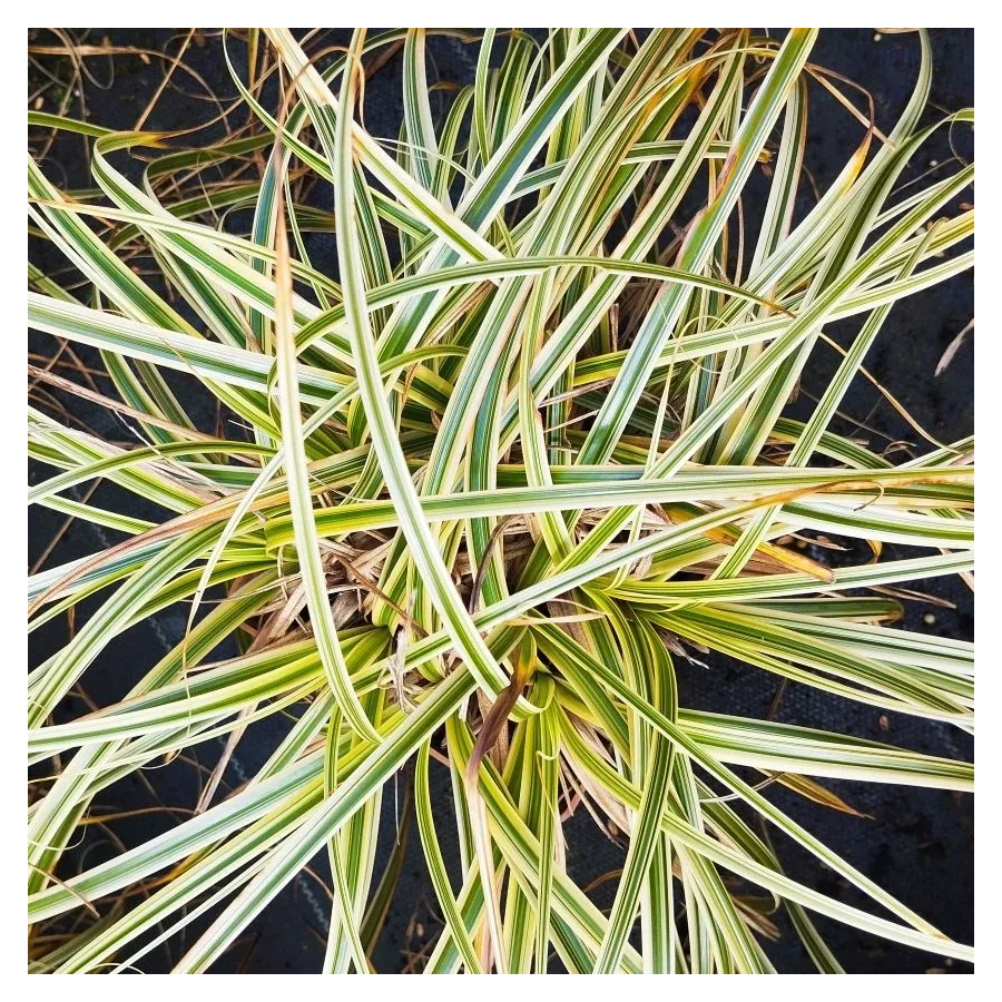 Carex Feather Falls Turzyca - Rośliny od Ogrodnika Szkółka Barcikowscy