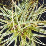 Carex Feather Falls Turzyca - Rośliny od Ogrodnika Szkółka Barcikowscy