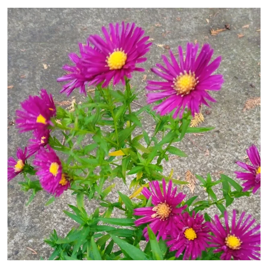 Aster novi-belgii Winstor Churchill Aster nowobelgijski- Rośliny od Ogrodnika Szkółka Barcikowscy