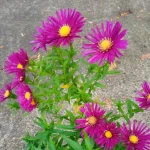 Aster novi-belgii Winstor Churchill Aster nowobelgijski- Rośliny od Ogrodnika Szkółka Barcikowscy