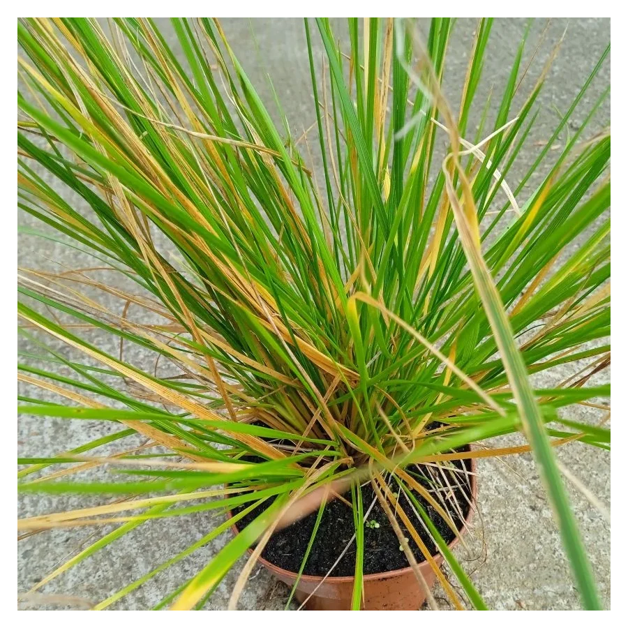 Deschampsia cespitosa Bronzeschleier Śmiałek darniowy - Rośliny od Ogrodnika Szkółka Barcikowscy