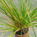 Deschampsia cespitosa Bronzeschleier Śmiałek darniowy - Rośliny od Ogrodnika Szkółka Barcikowscy