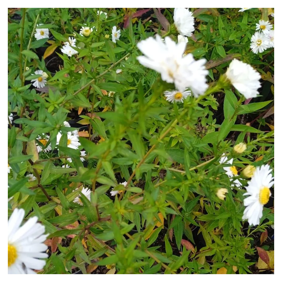 Aster novi-belgii White Ladies Aster nowobelgijski- Rośliny od Ogrodnika Szkółka Barcikowscy