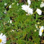 Aster novi-belgii White Ladies Aster nowobelgijski- Rośliny od Ogrodnika Szkółka Barcikowscy