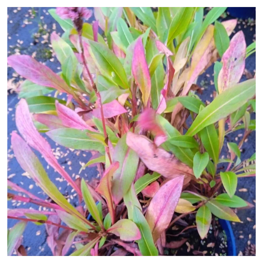 Persicaria affine Donald Lowndes Rdest pokrewny- Rośliny od Ogrodnika Szkółka Barcikowscy