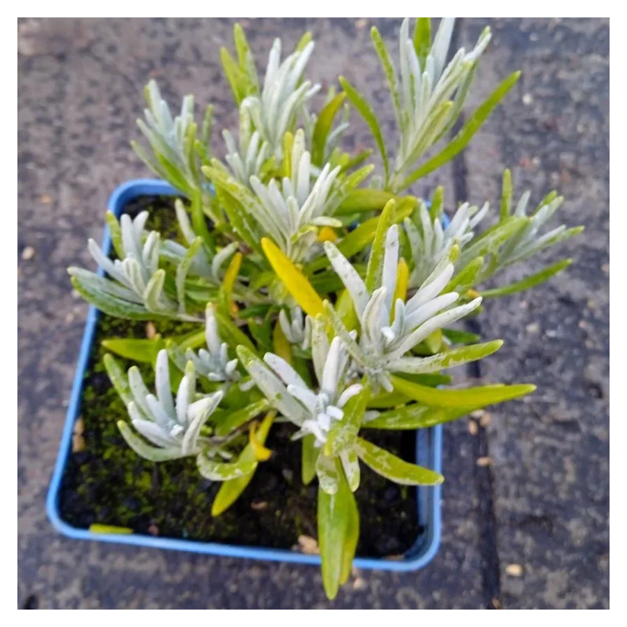 Lavandula intermedia Exceptional Lawenda pośrednia- Rośliny od Ogrodnika Szkółka Barcikowscy