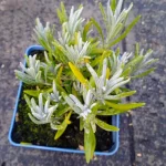 Lavandula intermedia Exceptional Lawenda pośrednia- Rośliny od Ogrodnika Szkółka Barcikowscy