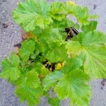 Geum Nonna Kuklik - Rosliny od Ogrodnika Szkółka Barcikowscy