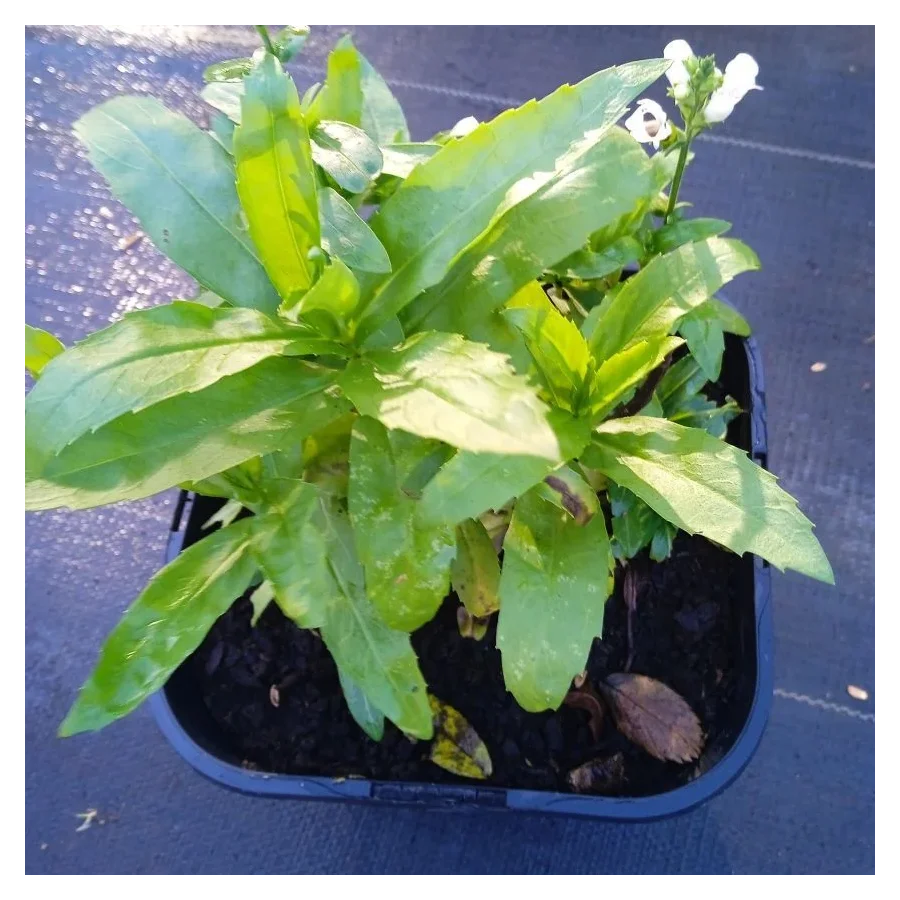 Physostegia virginiana Alba Odetka wirginijska- Rośliny od Ogrodnika Szkółka Barcikowscy