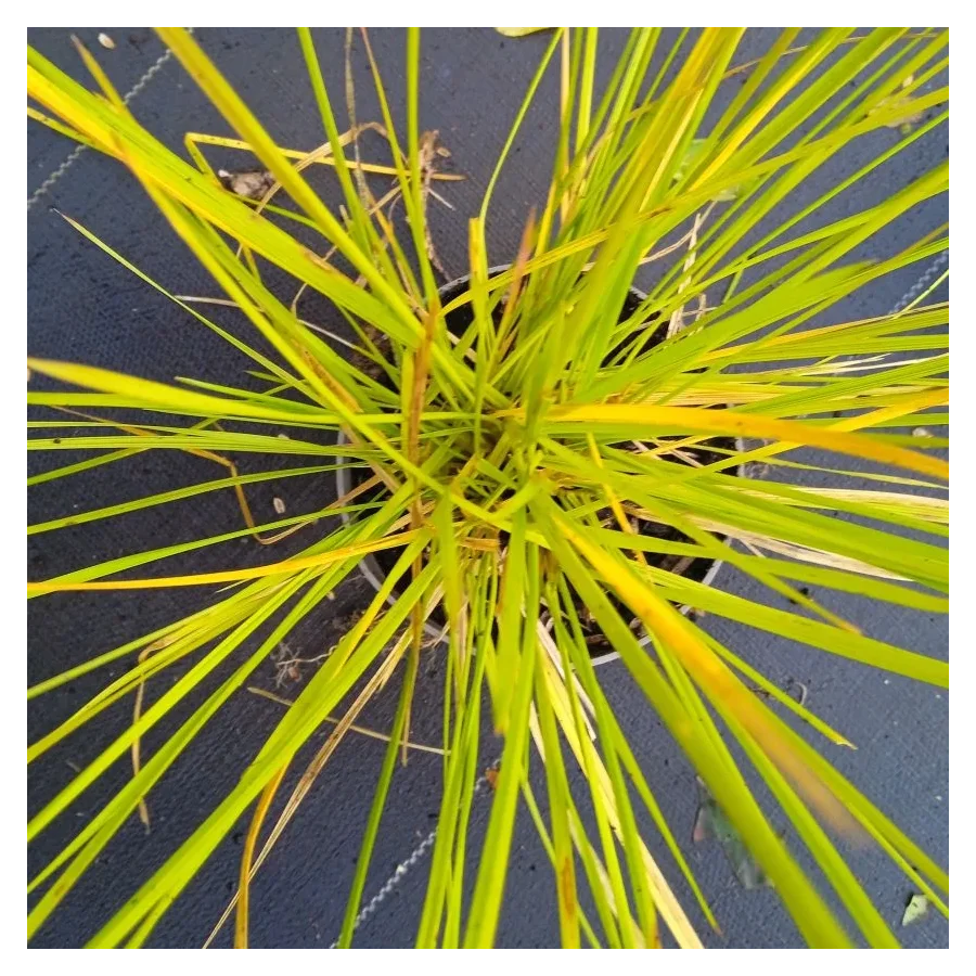 Deschampsia cespitosa Goldtau Śmiałek darniowy - Rośliny od Ogrodnika Szkółka Barcikowscy