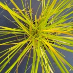 Deschampsia cespitosa Goldtau Śmiałek darniowy - Rośliny od Ogrodnika Szkółka Barcikowscy