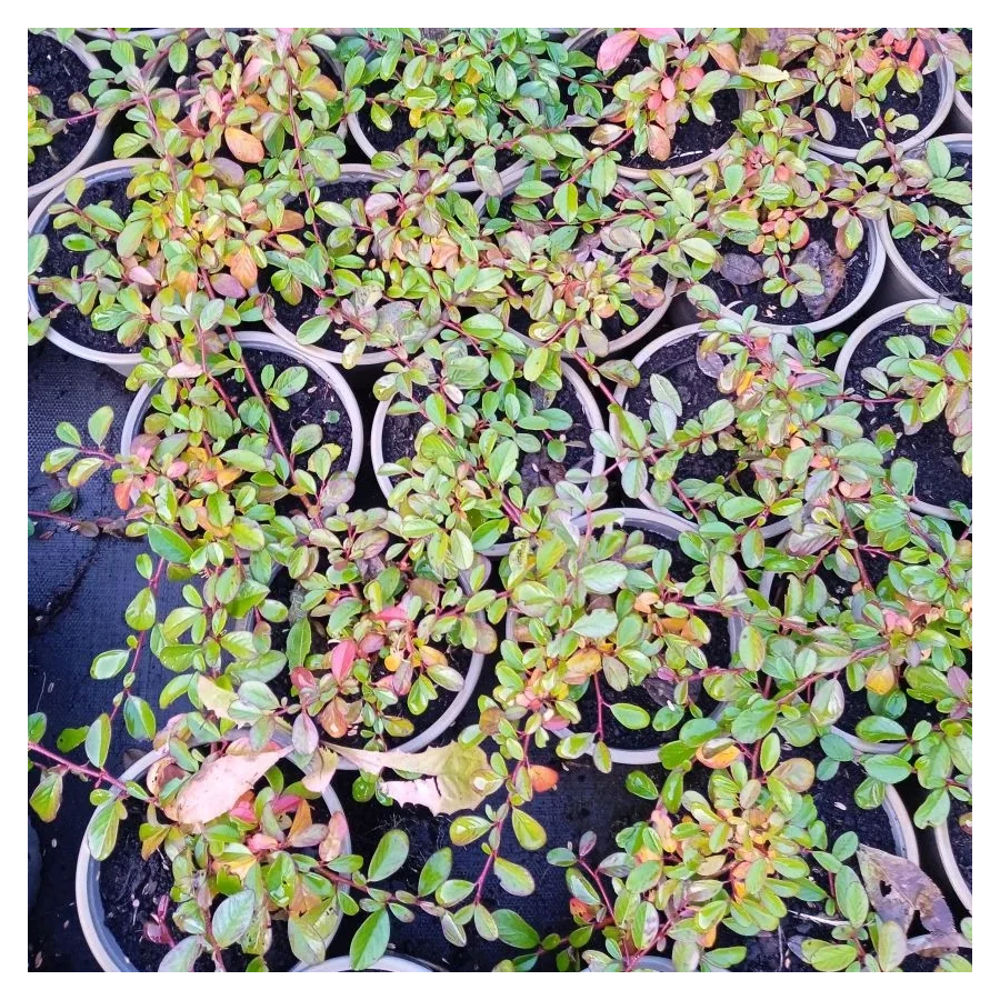 Cotoneaster dammeri Irga dammera- Rośliny od Ogrodnika Szkółka Barcikowscy