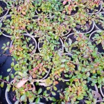 Cotoneaster dammeri Irga dammera- Rośliny od Ogrodnika Szkółka Barcikowscy