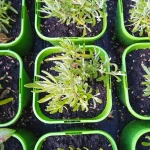 Lavandula intermedia Dutch Lawenda pośrednia- Rośliny od Ogrodnika Szkółka Barcikowscy