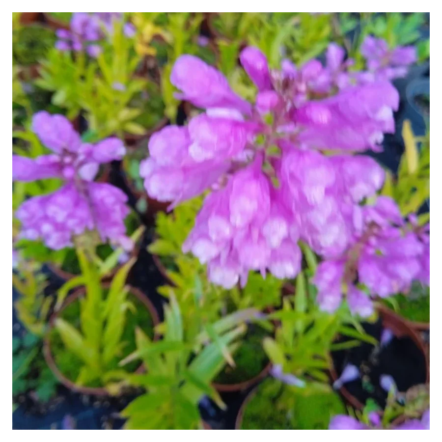 Physostegia virginiana Vivid Odętka wirginijska- Rośliny od Ogrodnika Szkółka Barcikowscy