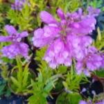 Physostegia virginiana Vivid Odętka wirginijska- Rośliny od Ogrodnika Szkółka Barcikowscy