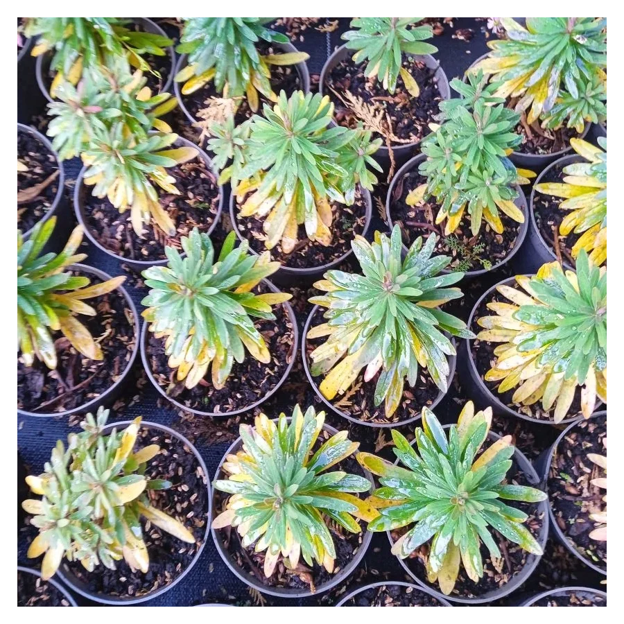 Euphorbia x martinii Ascot Petite Wilczomlecz-Rośliny od Ogrodnika Szkółka Barcikowscy