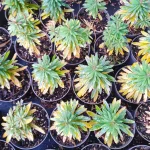 Euphorbia x martinii Ascot Petite Wilczomlecz-Rośliny od Ogrodnika Szkółka Barcikowscy