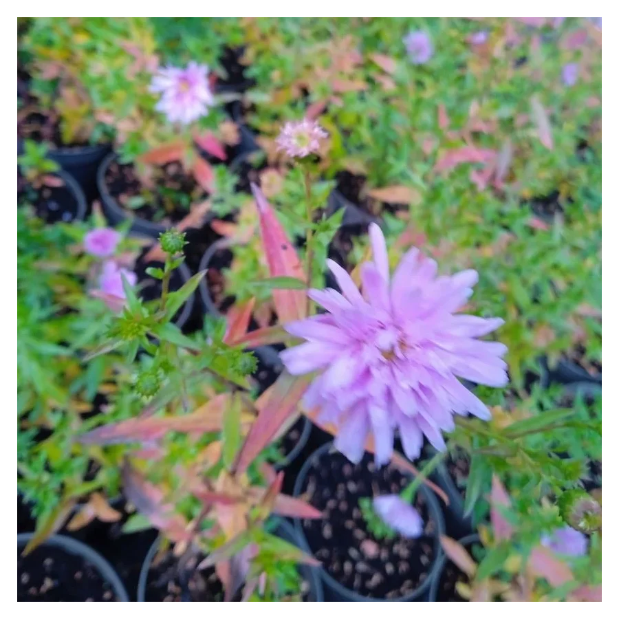 Aster novi-belgii Fellowship Aster nowobelgijski- Rośliny od Ogrodnika Szkółka Barcikowscy