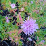 Aster novi-belgii Fellowship Aster nowobelgijski- Rośliny od Ogrodnika Szkółka Barcikowscy