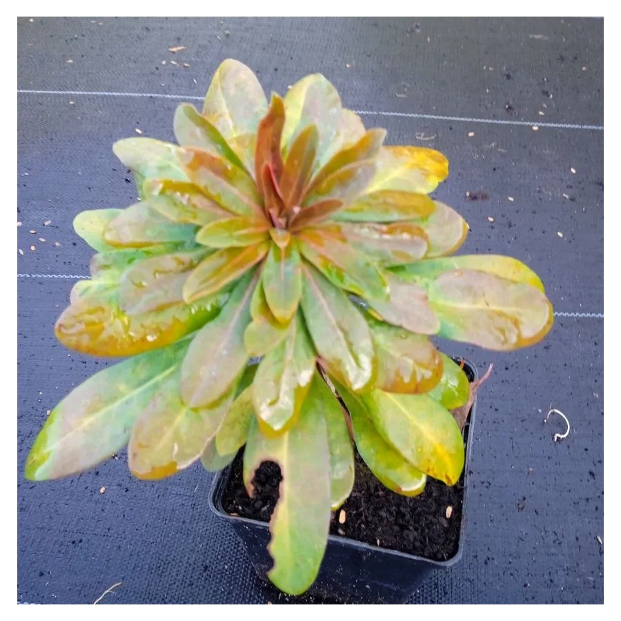 Euphorbia amygdaloides Robbiae Wilczomlecz migdałolistny- Rośliny od Ogrodnika Szkółka Barcikowscy