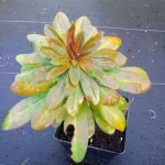 Euphorbia amygdaloides Robbiae Wilczomlecz migdałolistny- Rośliny od Ogrodnika Szkółka Barcikowscy