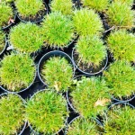 Festuca scoparia Pic Carlit Kostrzewa Gautiera-Rośliny od Ogrodnika Szkółka Barcikowscy