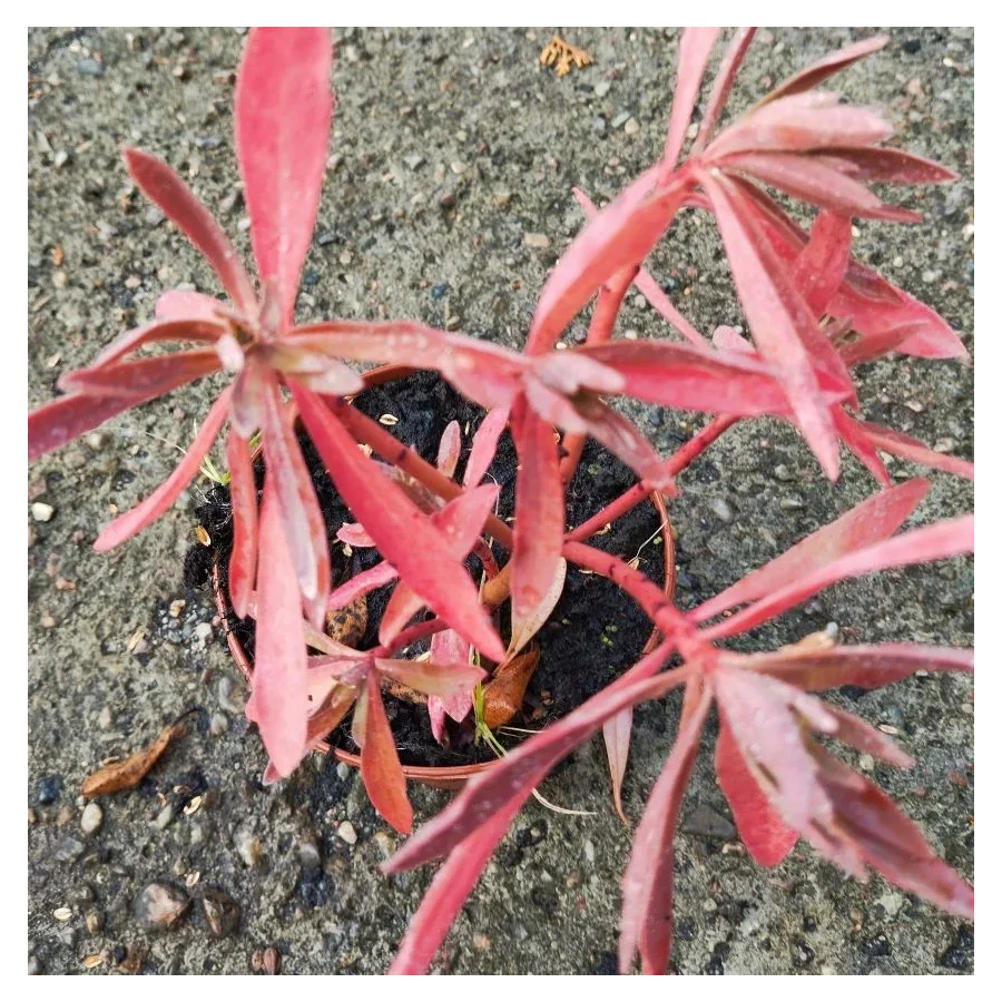 Euphorbia characias Galaxy Glow  Wilczomlecz Błękitnawy-Rośliny od Ogrodnika Szkółka Barcikowscy