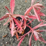 Euphorbia characias Galaxy Glow  Wilczomlecz Błękitnawy-Rośliny od Ogrodnika Szkółka Barcikowscy