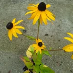Rudbeckia fulgida Goldsturm Rudbekia błyskotliwa- Rośliny od Ogrodnika Szkółka Barcikowscy