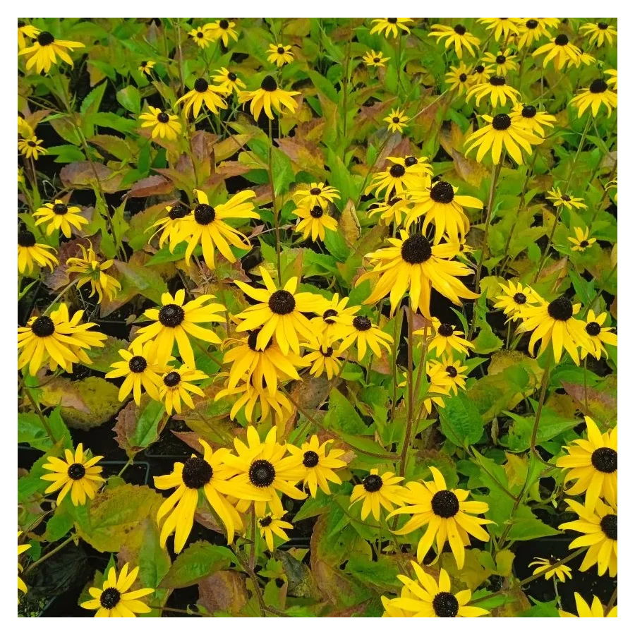 Rudbeckia fulgida Goldsturm Rudbekia błyskotliwa- Rośliny od Ogrodnika Szkółka Barcikowscy