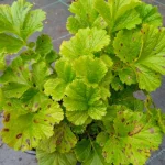 Geum Mai Tai Kuklik - Rośliny od Ogrodnika Szkółka Barcikowscy