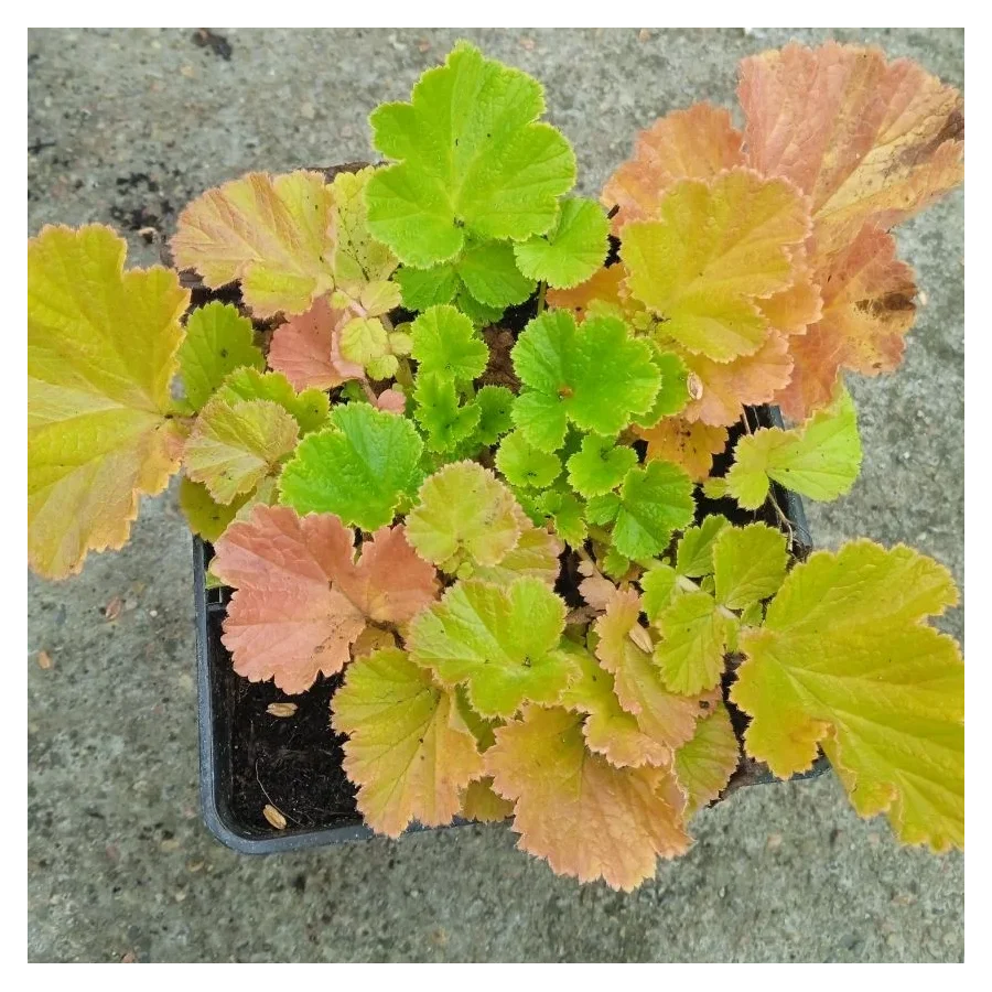 Geum hybridum Massimo Giallo Kuklik - Rośliny od Ogrodnika Szkółka Barcikowscy