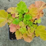 Geum hybridum Massimo Giallo Kuklik - Rośliny od Ogrodnika Szkółka Barcikowscy